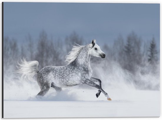 Dibond - Wit Paard rennend in de Sneeuw - 40x30cm Foto op Aluminium (Met Ophangsysteem)