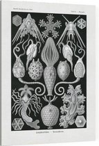 Placocystis - Amphoridea (Kunstformen der Natur), Ernst Haeckel - Foto op Canvas - 75 x 100 cm