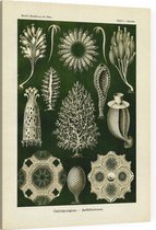 Ascandra - Calcispongiae (Kunstformen der Natur), Ernst Haeckel - Foto op Canvas - 30 x 40 cm