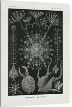 Aulographis - Phaeodaria (Kunstformen der Natur), Ernst Haeckel - Foto op Canvas - 30 x 40 cm