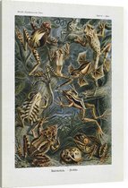 Hyla - Batrachia (Kunstformen der Natur), Ernst Haeckel - Foto op Canvas - 75 x 100 cm