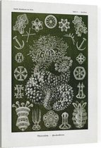 Sporadipus - Thuroidea (Kunstformen der Natur), Ernst Haeckel - Foto op Canvas - 45 x 60 cm