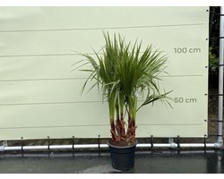 Tropictrees - Palmboom - Washingtonia Robusta - 160 cm Hoog - Mexicaanse Waaierpalm - Sierpalm - Terras - Tuin - Mediterrane Plant - Buitenplant - Exotische Palm