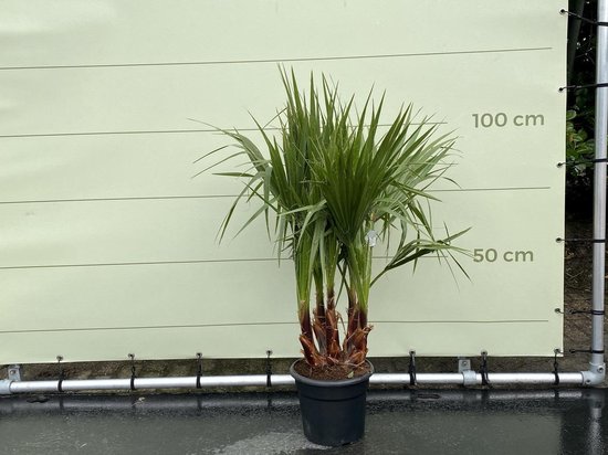 Washingtonia Robusta palmboom met meerdere stammen, groene bladeren, in zwarte pot. Meting 100cm.