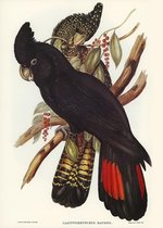 Poster Vogel Kaketoe Banksii - John Gould - Vintage Artprint - Illustratie 'Birds of Australia'