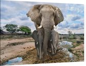 Moeder olifant met jongen - Foto op Canvas - 90 x 60 cm
