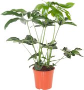 FloriaFor - Philodendron Green Wonder - - ↨ 80cm - ⌀ 24cm