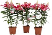 Mama's Planten - Lelie - Starlight Express - Roze - 3 Stuks - Bloeiende Kamerplant - Geeft Sfeer En Zuurstof - ↨ 40cm - ⌀ 13cm