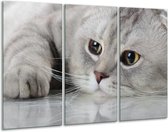 GroepArt - Schilderij -  Kat, Dieren - Grijs, Bruin - 120x80cm 3Luik - 6000+ Schilderijen 0p Canvas Art Collectie