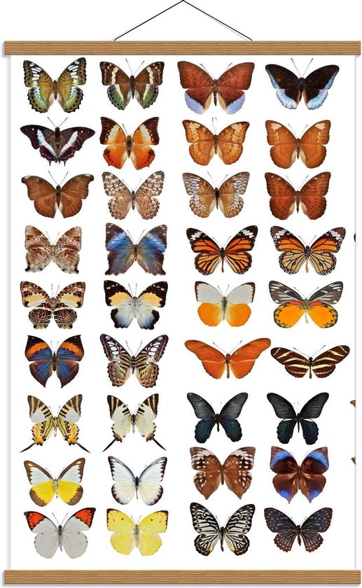 Schoolplaat – Collage van Verschillende Soorten Vlinders - 60x90cm Foto op Textielposter (Wanddecoratie op Schoolplaat)