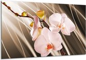 Schilderij Op Canvas Orchidee - Bruin, Roze - 120x70cm 1Luik - Foto Op Canvas - GroepArt 6000+ Schilderijen 0p Canvas Art Collectie - Wanddecoratie - Woonkamer - Slaapkamer - Canvas Print