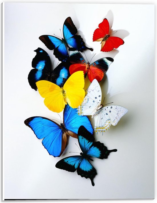 Forex - Geel/Blauw/ode Vlinders op Witte Achtergrond - 30x40cm Foto op Forex