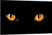 Dibond - Gele Kattenogen op Zwarte Achtergrond - 120x80cm Foto op Aluminium (Wanddecoratie van metaal)