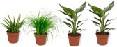 Set van 4 Kamerplanten - 2x Strelitzia Reginae & 1x Aloe Vera Clumb & 1x Cyperus Zumula - ± 25cm hoog - 12cm diameter