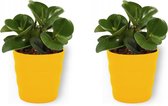 2x Kamerplant Peperomia Green Gold- Vetplant - ± 25cm hoog - 12cm diameter - in gele pot
