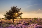 Aluminium Schilderij Heide