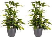 (2 stuks) Decorum Dracaena Surculosa - Kamerplant - Drakenplant - Met Elho® Brussels Bloempot Antracite - 55cm