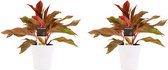 FloriaFor - Duo 2 X Aglaonema Crete Met Anna White - - ↨ 25cm - ⌀ 12cm