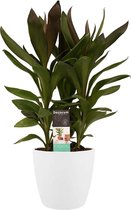 FloriaFor - Cordyline Glauca Met Elho Brussels White - - ↨ 60cm - ⌀ 19cm