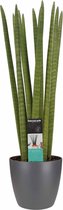 Sansevieria Cylindrica straight met Elho brussels antracite ↨ 70cm - hoge kwaliteit planten