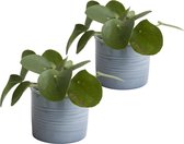 Duo Pannenkoekplant in keramiek (blauw) ↨ 12cm - 2 stuks - hoge kwaliteit planten