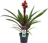 Decorum Guzmania Brush Rood Geel Vertakt ↨ 55cm - planten - binnenplanten - buitenplanten - tuinplanten - potplanten - hangplanten - plantenbak - bomen - plantenspuit