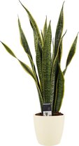 Decorum Sansevieria Laurentii met Elho brussels soap ↨ 60cm - planten - binnenplanten - buitenplanten - tuinplanten - potplanten - hangplanten - plantenbak - bomen - plantenspuit