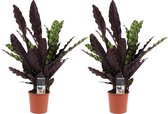 Duo Calathea Insigne ↨ 55cm - 2 stuks - hoge kwaliteit planten