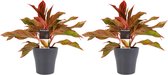 Duo 2 x Aglaonema Crete met Anna grey ↨ 25cm - 2 stuks - hoge kwaliteit planten
