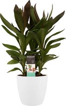 Cordyline Glauca met Elho brussels white ↨ 60cm - hoge kwaliteit planten