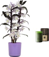 Set Bamboo orchid ‘make-upz purple’ en geurkaars Lucky Candle Green ↨ 55cm - planten - binnenplanten - buitenplanten - tuinplanten - potplanten - hangplanten - plantenbak - bomen - plantenspu