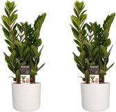 Duo 2 x Zamio Culcas met Elho B.for soft white ↨ 45cm - 2 stuks - hoge kwaliteit planten