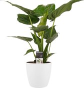 Decorum Alocasia Cucullata Kamerplant - Met Elho® Witte Bloempot - 65cm