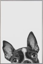 JUNIQE - Poster met kunststof lijst French Bulldog II -20x30 /Grijs &