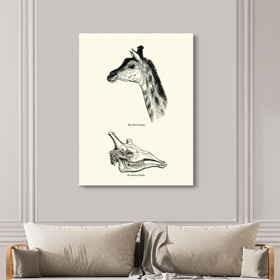 Une illustration de la tête et du crâne d'une girafe sur toile 120x160 cm - Tirage photo sur toile (Décoration murale salon / chambre) XXL / Groot format!