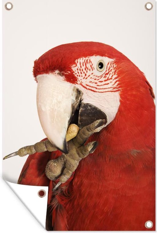 Tuindecoratie Rode etende ara papegaai op witte achtergrond - 40x60 cm - Tuinposter - Tuindoek - Buitenposter