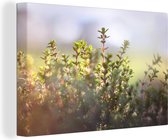 Schilderij Natuur - Tijm Plant - Zonlicht - Planten - Canvas - 30x20 cm - Muurdecoratie