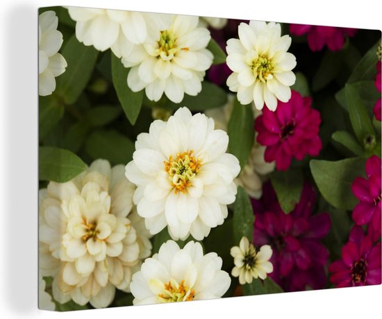 Canvas Schilderij Witte en paarse bloemen van de zinnia - 60x40 cm - Wanddecoratie