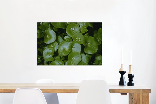 Avond foto van het donkergroene winterpostelein Canvas 160x120 cm - Foto print op Canvas schilderij (Wanddecoratie woonkamer / slaapkamer) XXL / Groot formaat!