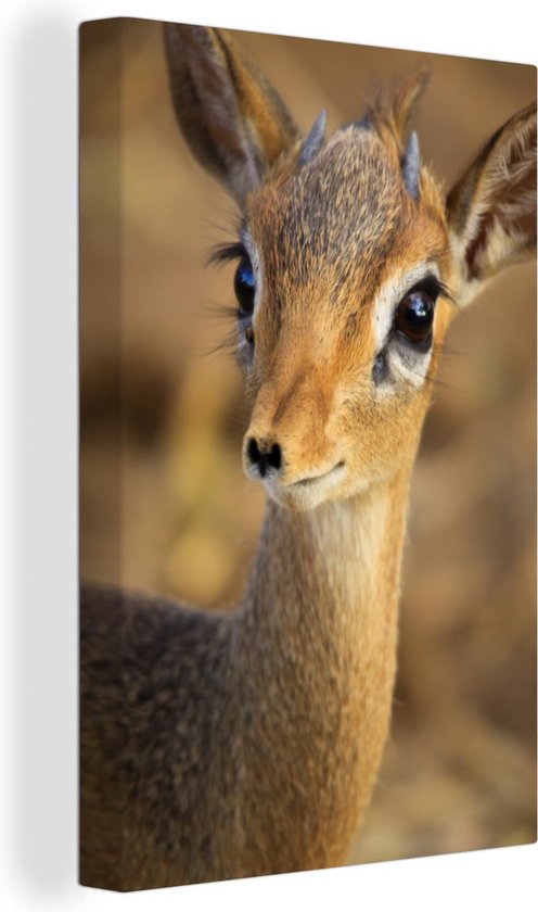 Canvas Schilderij Close-up weergave van een dikdik - 60x90 cm - Wanddecoratie