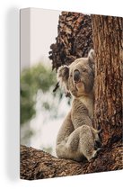 Canvas Schilderij Koala - Grijs - Boom - 30x40 cm - Wanddecoratie