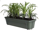 FloriaFor - Leliegras In ELHO ® Green Basics Balkonbak (Bladgroen) Met Metalen Balkonrek - - ↨ 30cm - ⌀ 60cm