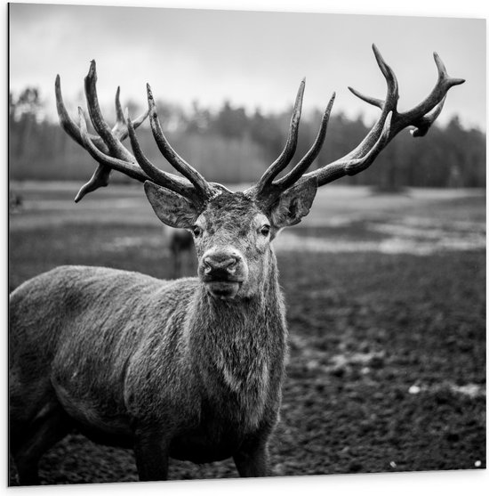 Dibond Face cerf noir blanc 100x100cm Photo sur Aluminium