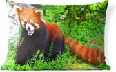 Buitenkussens - Tuin - Knipoogende rode panda - 50x30 cm