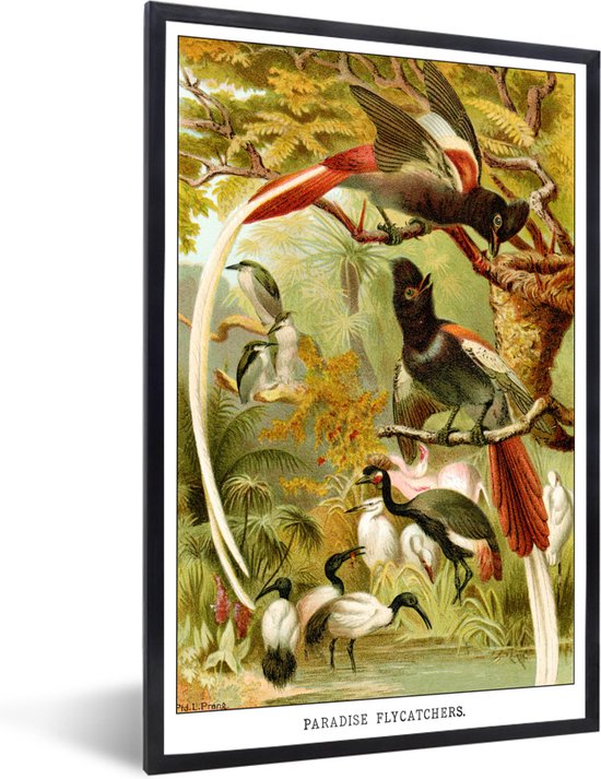 Fotolijst incl. Poster - Antieke vogelprent vliegenvangers - 40x60 cm - Posterlijst