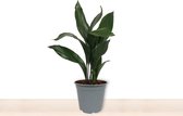 Kamerplant Aspidistra – Kwartjesplant - ± 60cm hoog – 19cm diameter
