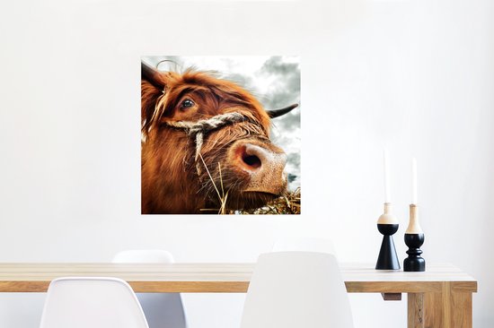 Poster Schotse Hooglander - Koeienkop - 75x75 cm