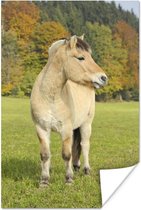 Fjord paard in een herfstlandschap 80x120 cm - Foto print op Poster (wanddecoratie woonkamer / slaapkamer)