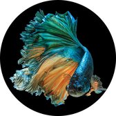 Licht Blauwe kempvis op zwarte achtergrond - Foto op Behangcirkel - ⌀ 100 cm