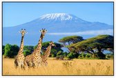 Giraffen in de wildernis - Foto op Akoestisch paneel - 150 x 100 cm
